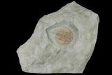Unidentified Lower Cambrian Trilobite - Agadir, Morocco #131814-1